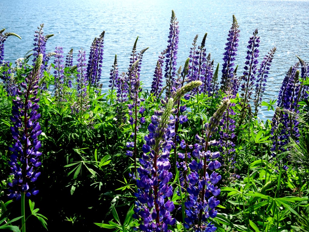 Lupinen am See