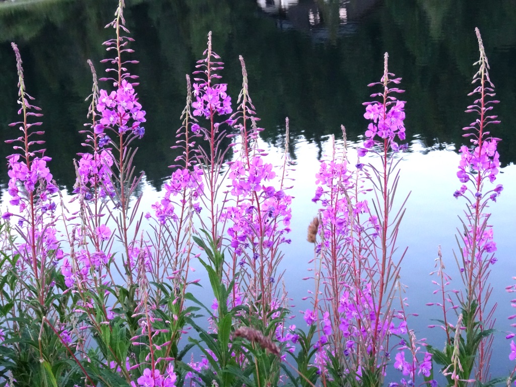 am Turrachersee